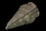 Jurassic Bivalve (Scaphotrigonia) - Bouxwiller, France #139397-1